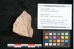 Foto (Objekt + Etikett) von Rhytisma feroniae Ettingshausen (NHMW-GEO-2024-0188-6388)